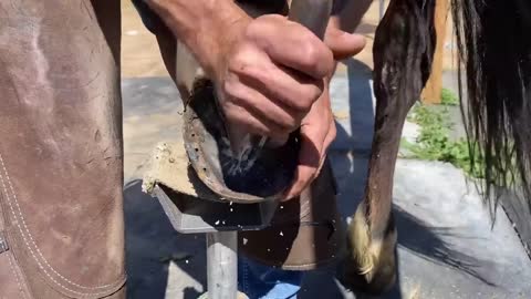 A veterinarian who restores horseshoes