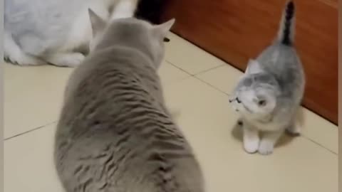 funny videos cat