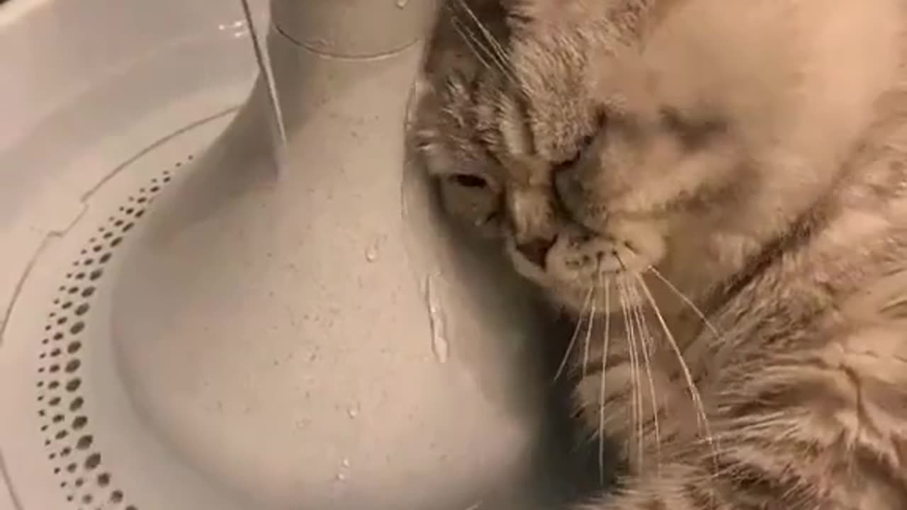 Emotional Cat