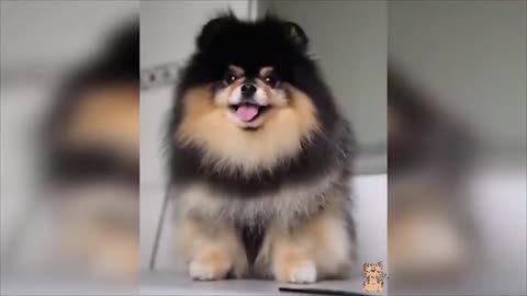 Cute Pets And Funny Animals Compilation