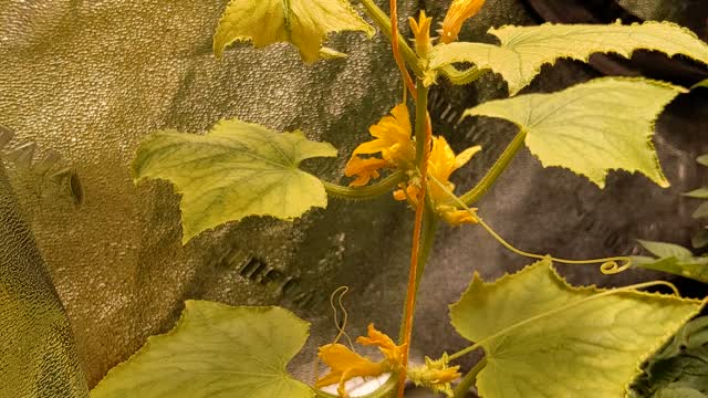 Grow Tent Gardening