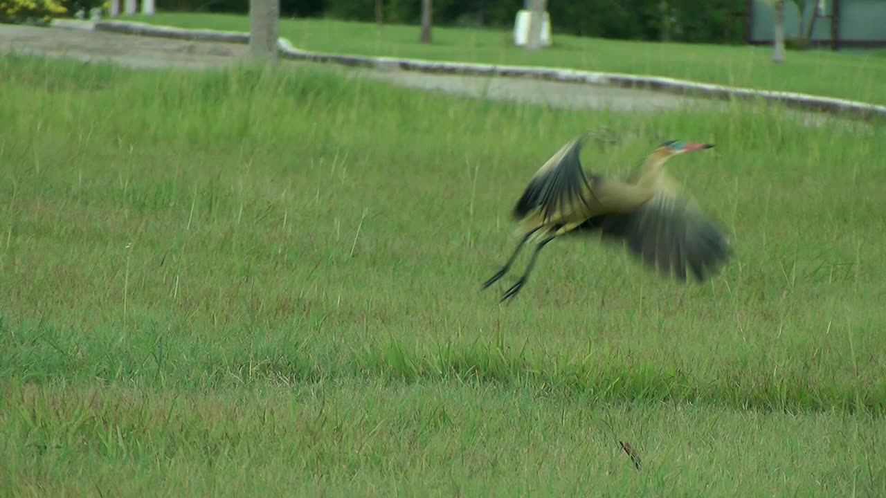 Whistling heron