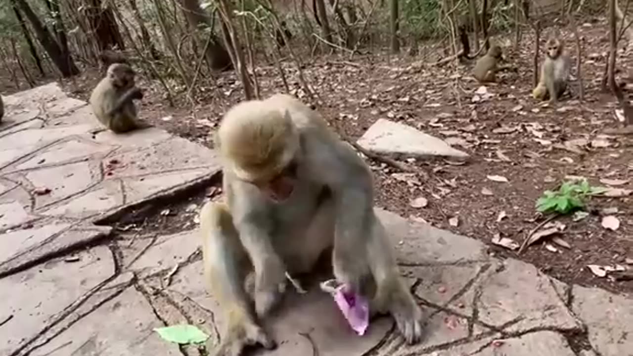 Fantastic a very clever and intelligent monkey