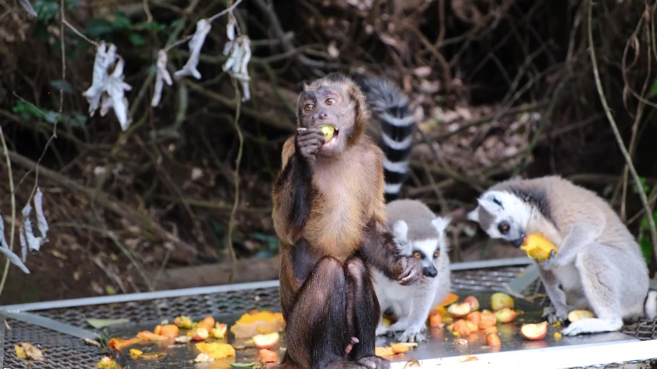 Monkey Doesn't Like Apples #comedy #animals #funny