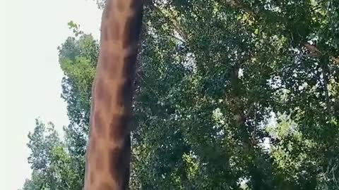 The giraffe