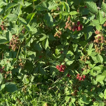 City Garden Has HUGE Berries