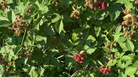 City Garden Has HUGE Berries