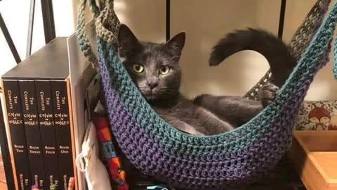 Crochet for your pet