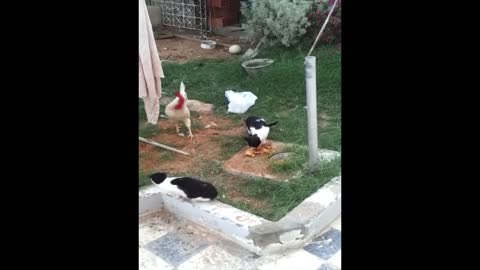 rooster vs cats