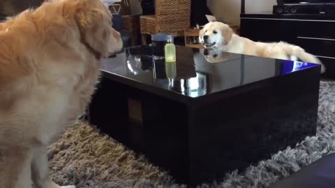 Golden retriever puppy outsmarts his older brother!