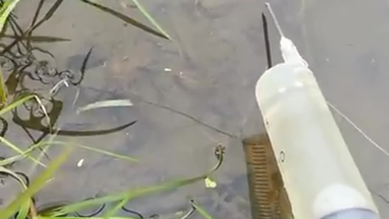 Most viewed fishing video