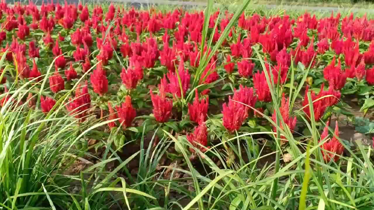 showy red flowers