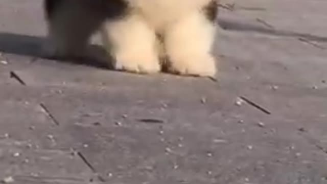 Cute Puppy Funny Video | Funny Puppy Viral video
