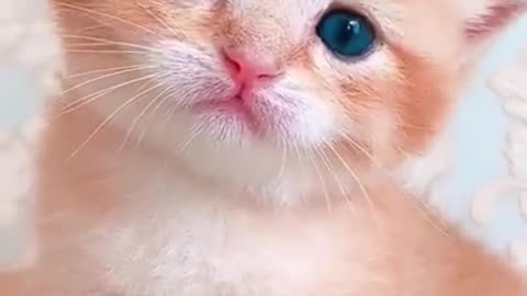 Cute Kitten Baby Cat Funny Cat Videos