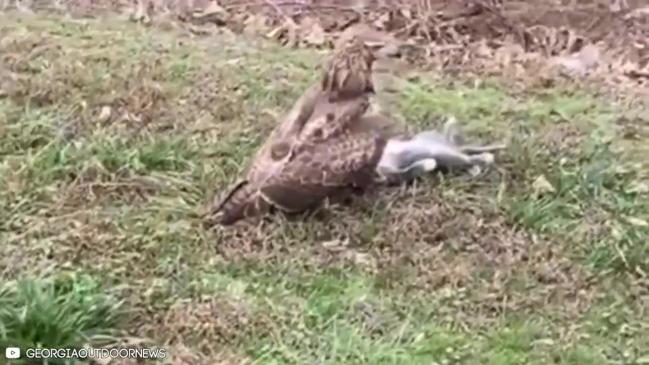 14 Best Hawk Attacks Caught On Camera!!