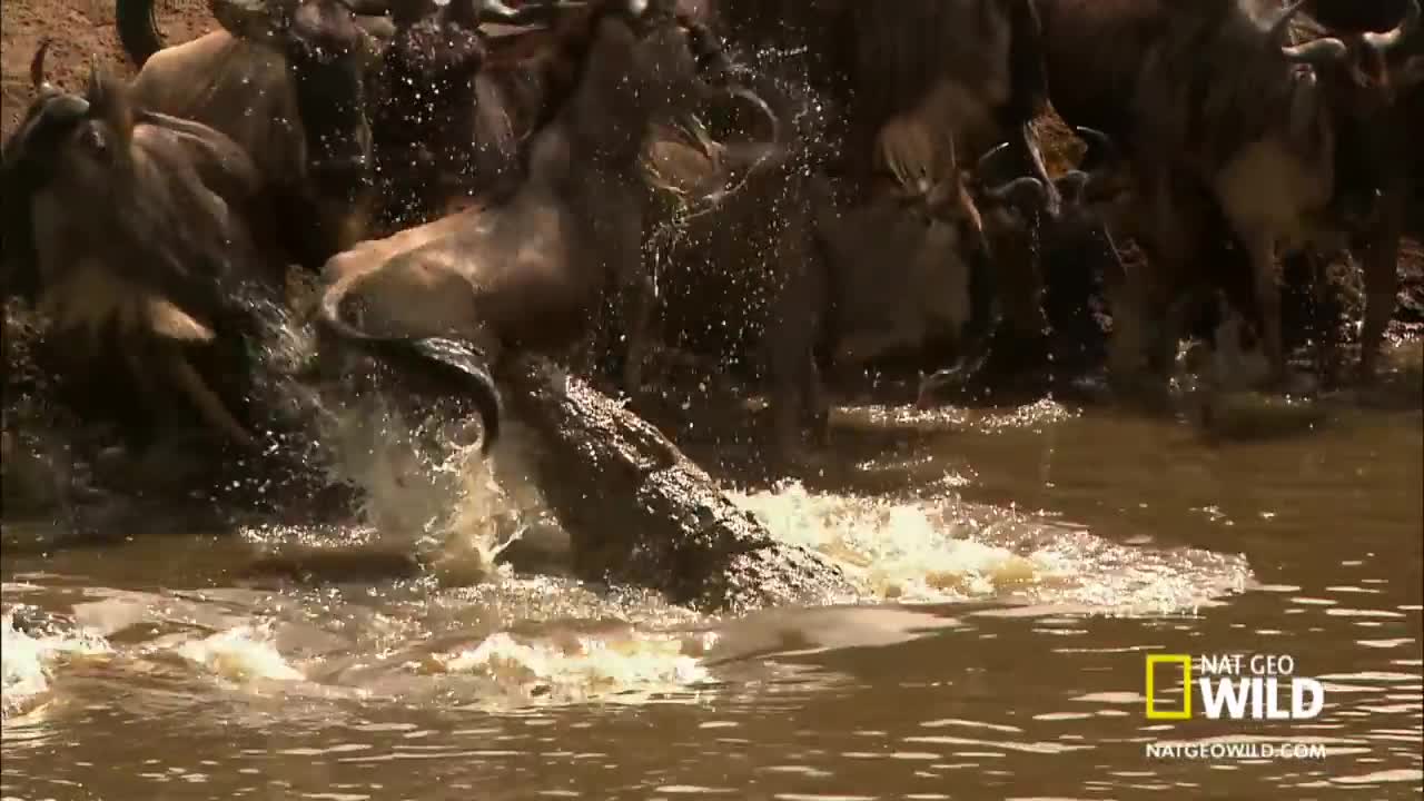 Croc Sneak Attack | Africa's Deadliestlovely