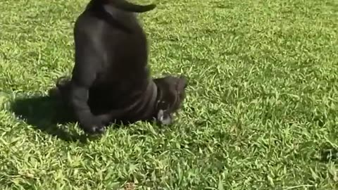 Funny video funny video