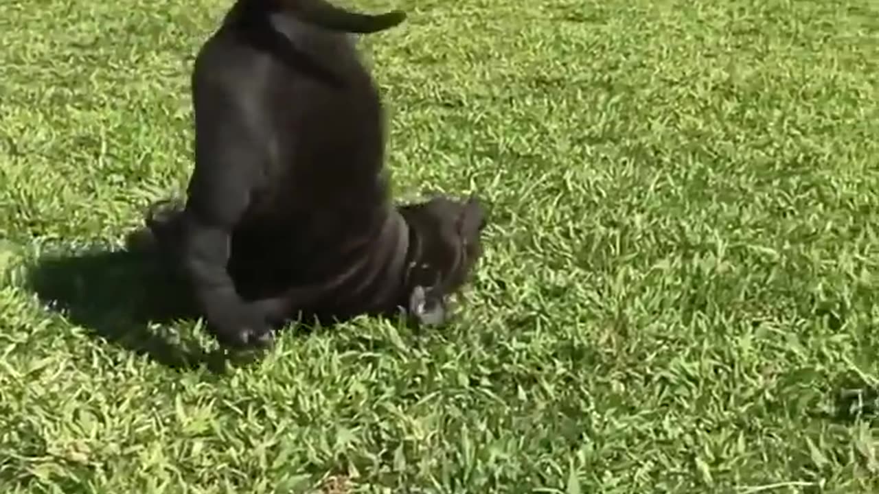 Funny video funny video