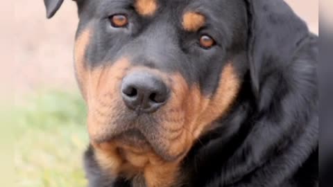 Rottweiler Dog