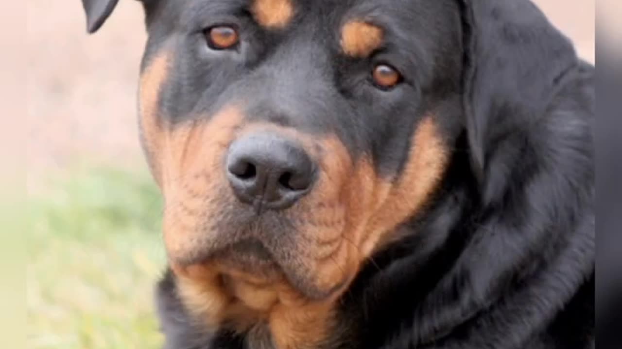 Rottweiler Dog