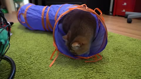Gifts for Hosico