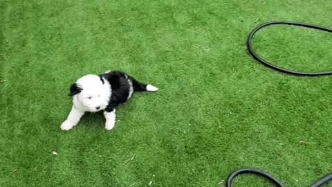 George vs The Hose