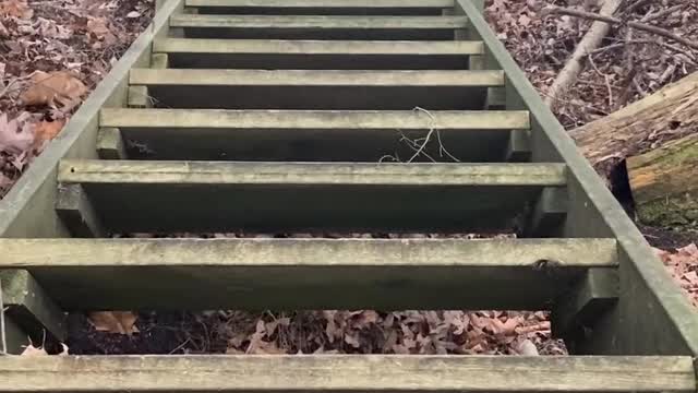 Excited Dog has Funny Way of Going Down Stairs