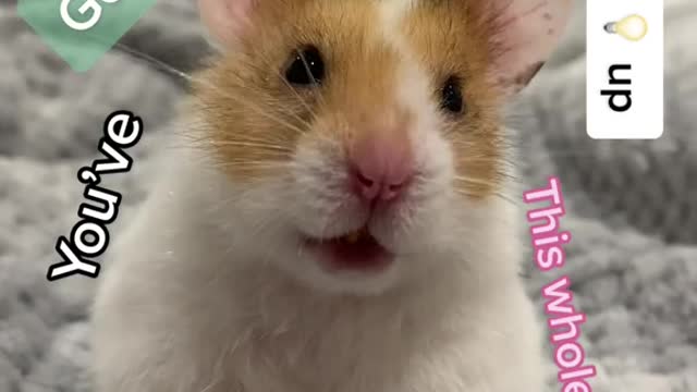 Daily check on the hamsters at work. She was napping when I open the cage.