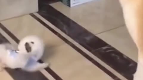 Dogs Playing!