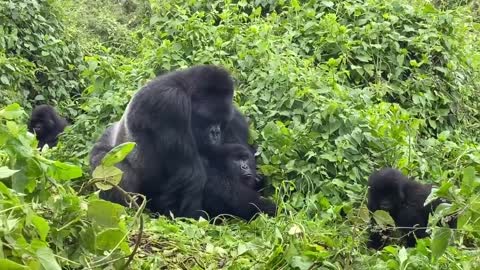 Mountain Gorillas mating in the wild