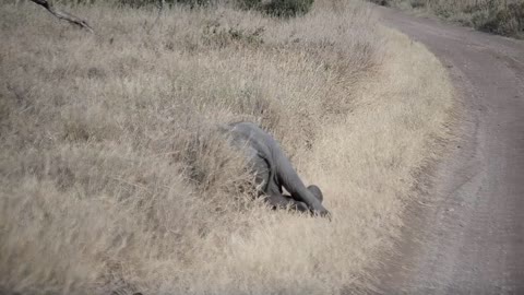 Baby elephant throwing a tantrum