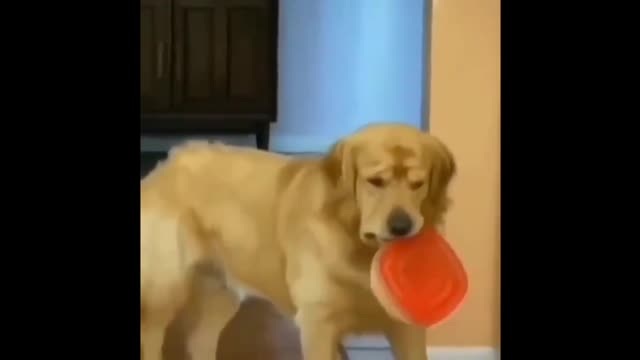 Funny Dog Videos 2021🤣 🐶 It's time to LAUGH with Dog's life