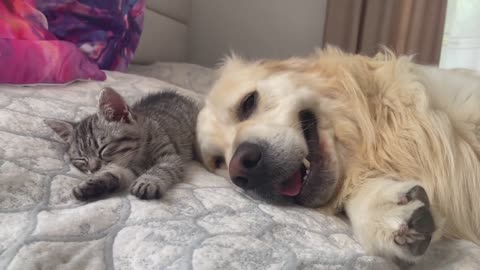 Golden Retriever and Baby Kitten fall asleep together for the First Time