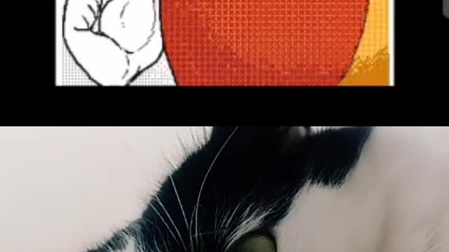 Fanny cats.
