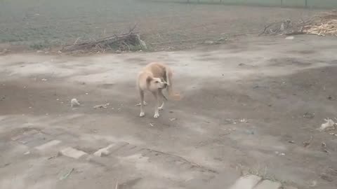dog his very funny video