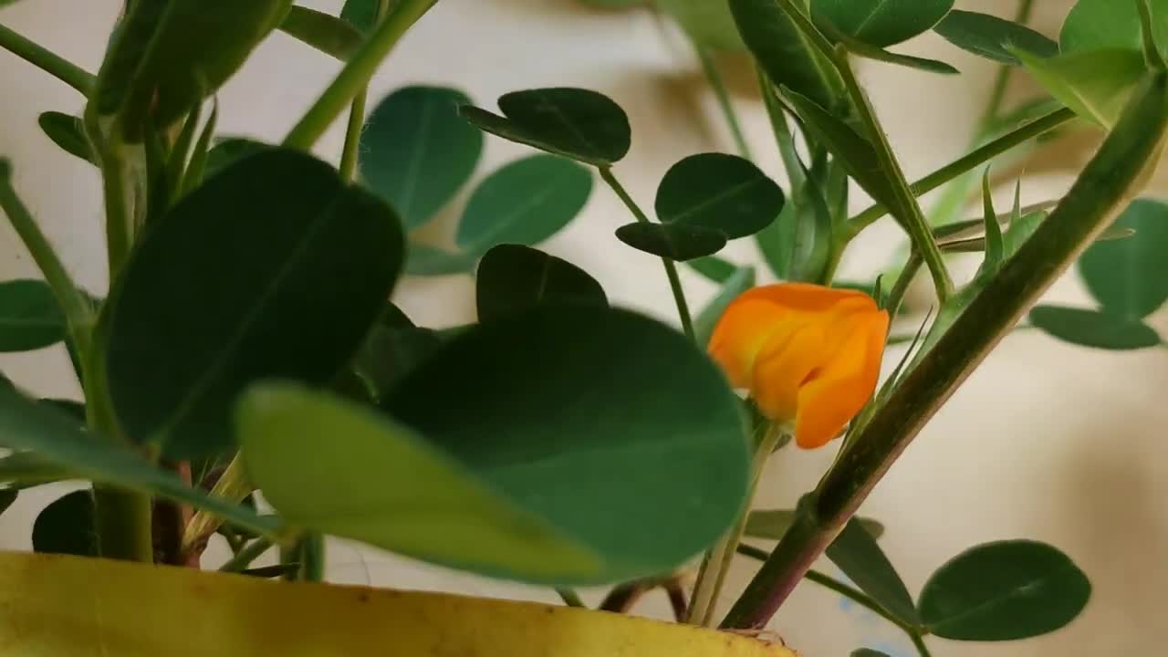 Peanut Flower Timelapse Video