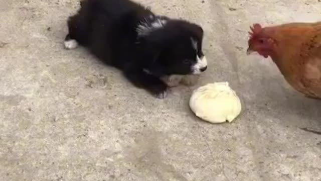 smart dog