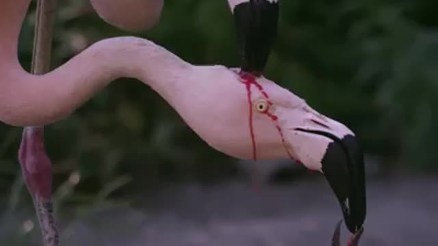 #Wildlife of How flamingos feed their offspring with blood will amaze you.