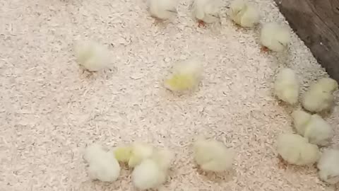 Chipper Chicken! New Chicks Arrived!