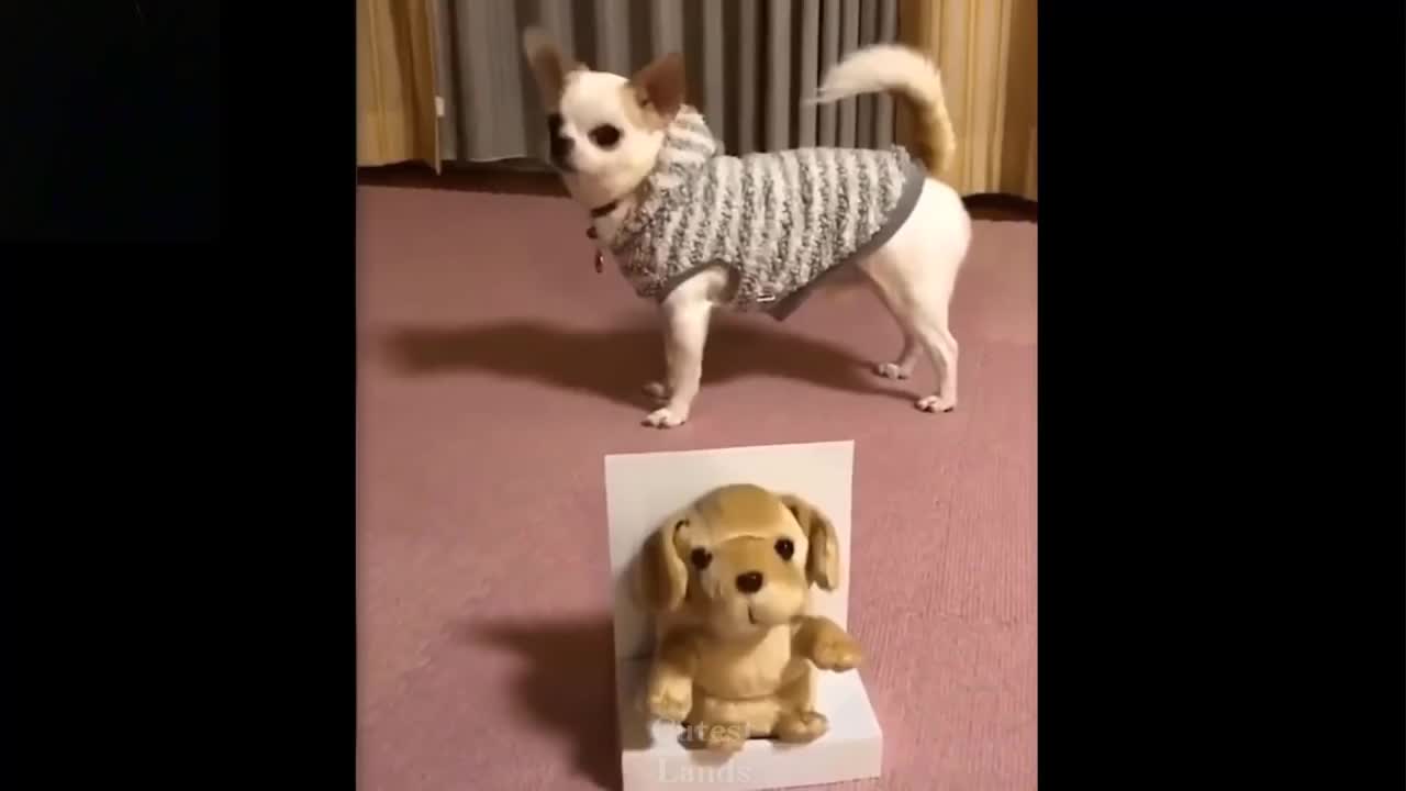 ๐Cute And Funny Pets | Try Not To Laugh To These Pets Compilation #7๐ Cutest Lands