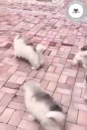 soo absolutely cute puppies running