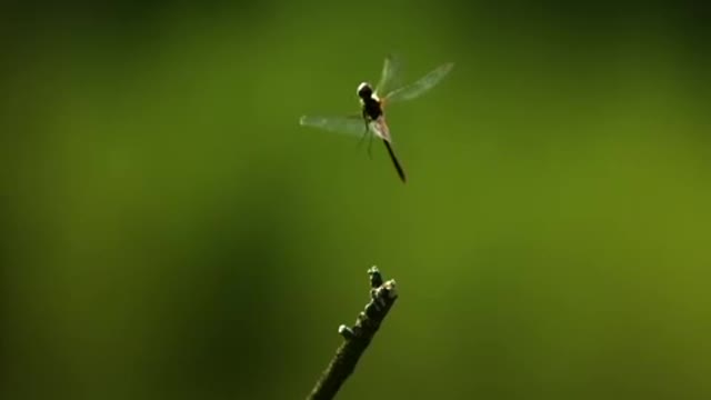 Dragonfly in Slow Motion