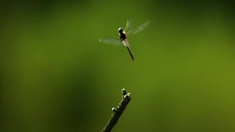 Dragonfly in Slow Motion