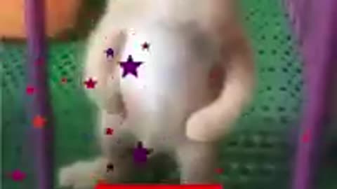 Little Cats Playing # Cats # Cute Cats Videos # Shorts