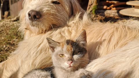 Facts about cats and dogs