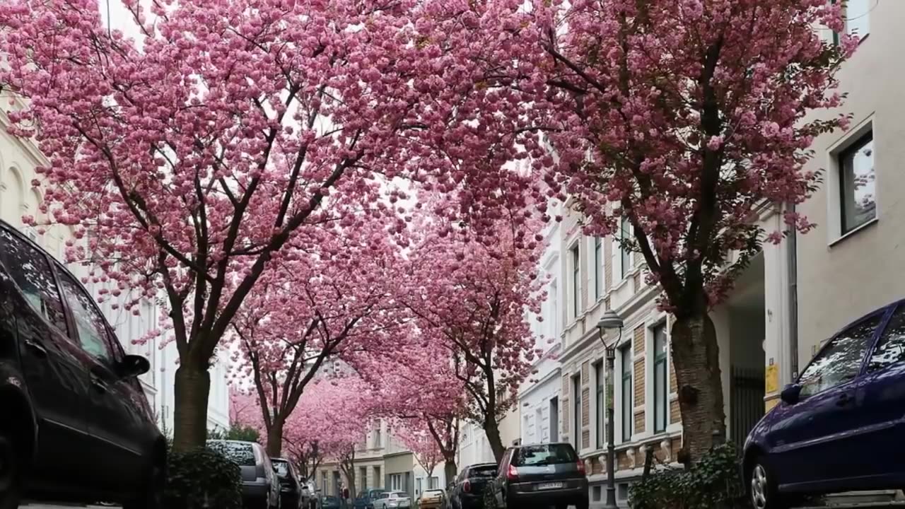 Magical Tree Tunnel For A Romantic Walk HD 2023