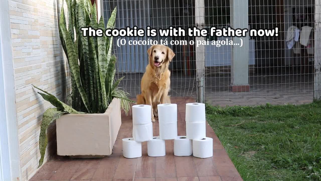 My Dog Reacts To Toilet Paper Challenge