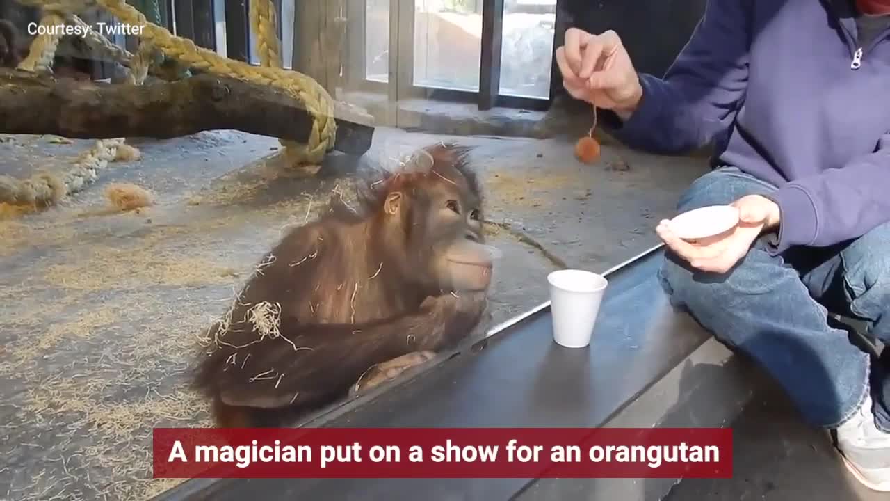 Magician has an orangutan in splits