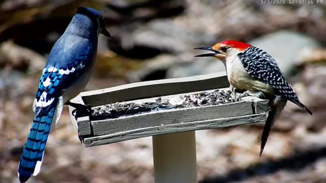 CHESHIRE Blue Jay vs Woodpecker at high noon