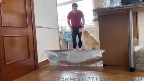 Is the Golden Retriever scared of foil An Experiment!